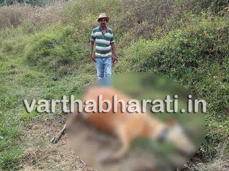 ಮಡಿಕೇರಿ: ಹುಲಿ ದಾಳಿಗೆ 3 ಹಸುಗಳು ಬಲಿ